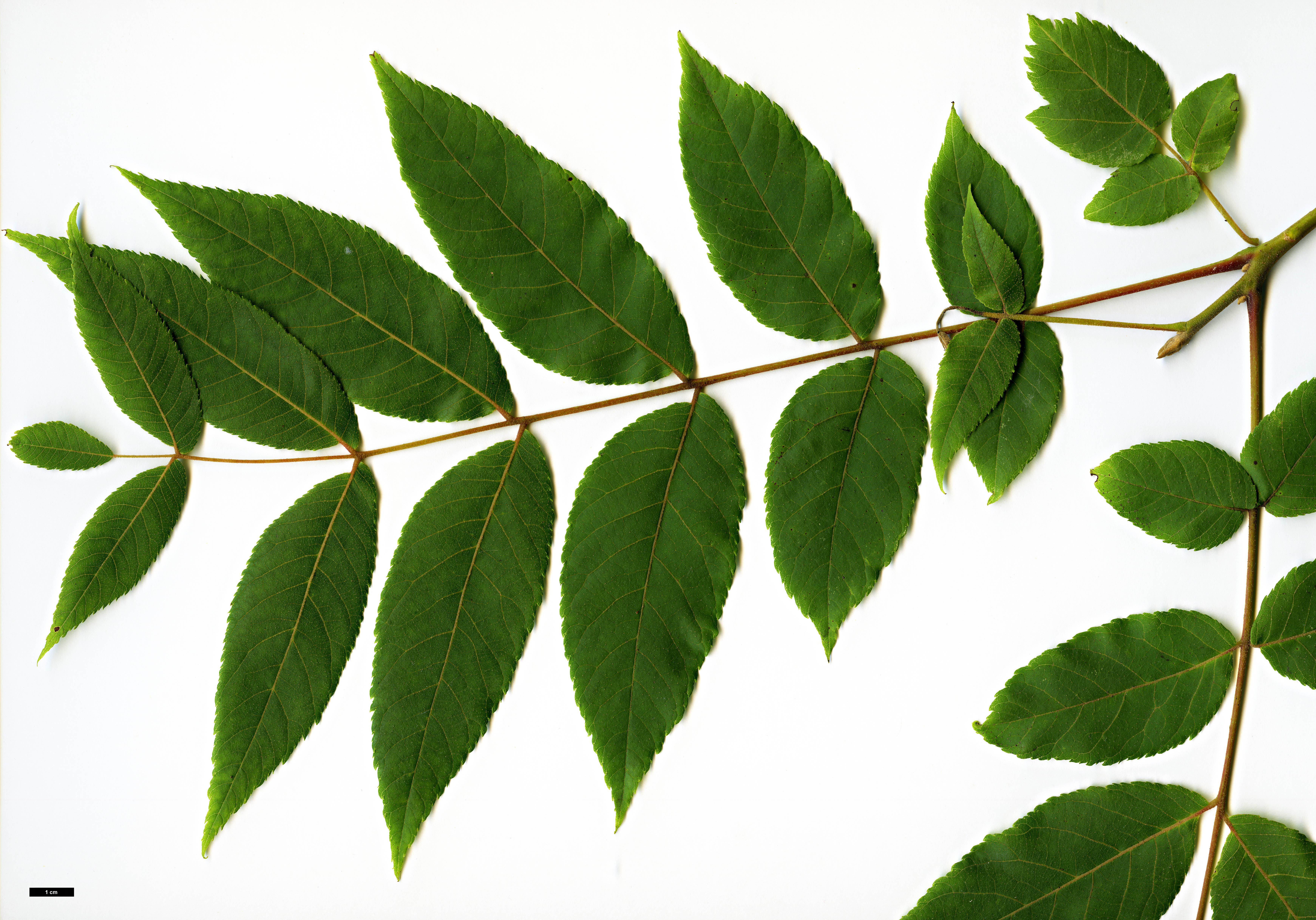 High resolution image: Family: Juglandaceae - Genus: Juglans - Taxon: mollis High resolution image: Family: Juglandaceae - Genus: Juglans - Taxon: mollis